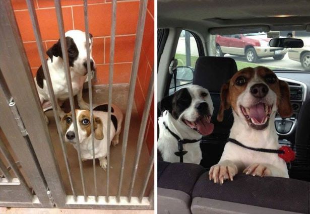 two dogs before being adopted and after 
